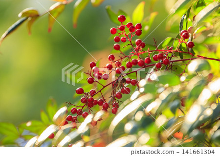 十一月的秋日森林景色:陽光透過樹葉灑在紅色的南天竹果上,閃閃發光。 十一月的秋日森林景色:陽光透過樹葉灑在紅色的南天竹果上,閃閃發光。 141661304
