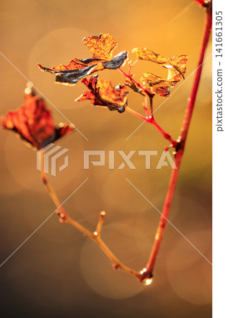 十一月的秋日森林景色:枝頭掛滿紅葉,雨滴點綴其間。 十一月的秋日森林景色:枝頭掛滿紅葉,雨滴點綴其間。 141661305
