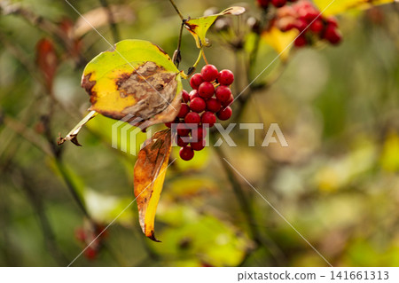 Autumn forest scenery in November: Red-colored berries of Smilax china Autumn forest scenery in November: Red-colored berries of Smilax china 141661313