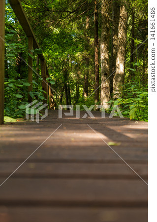 Wooden boardwalk with handrail winding through a forest trail Wooden boardwalk with handrail winding through a forest trail 141661486