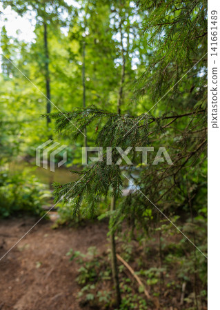 Drooping evergreen branch over forest path and stream in focus 141661489