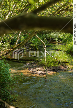 Shaded woodland creek with muddy island and fallen log bridges Shaded woodland creek with muddy island and fallen log bridges 141661491