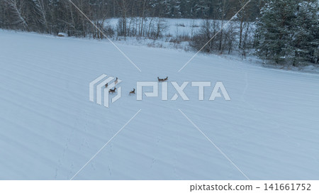 Aerial deer crossing snowy field toward birch and conifer forest, Belarus Aerial deer crossing snowy field toward birch and conifer forest, Belarus 141661752