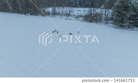 Aerial Belarusian winter field with deer near birch and conifer forest Aerial Belarusian winter field with deer near birch and conifer forest 141661753