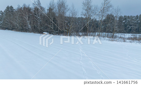Snow field and birch pine tree line with tracks in rural Belarus winter Snow field and birch pine tree line with tracks in rural Belarus winter 141661756