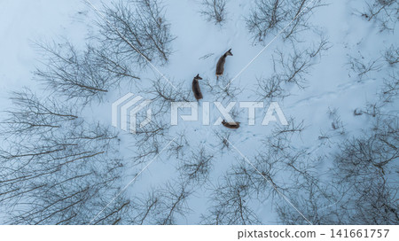 Aerial view of three deer crossing a snowy thicket in Belarus Aerial view of three deer crossing a snowy thicket in Belarus 141661757