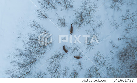 Aerial deer move in triangle across snow field in rural Belarus Aerial deer move in triangle across snow field in rural Belarus 141661758