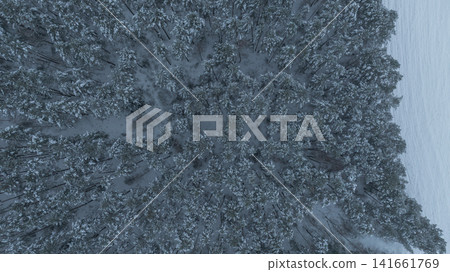 Aerial coniferous forest in Belarus with radial symmetry and field Aerial coniferous forest in Belarus with radial symmetry and field 141661769
