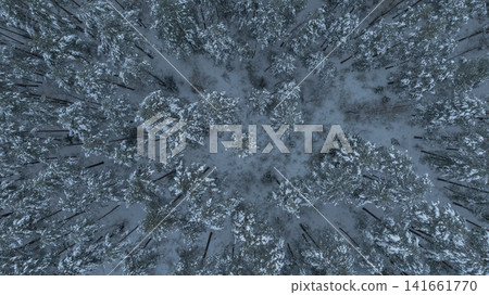 Aerial winter view of Belarus pine forest with radial clearing Aerial winter view of Belarus pine forest with radial clearing 141661770