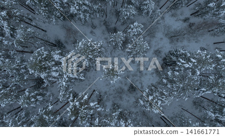 Aerial Belarus winter forest with ring of pines around clearing Aerial Belarus winter forest with ring of pines around clearing 141661771