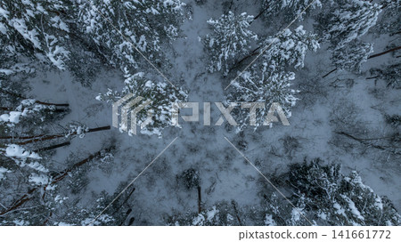 Aerial winter forest in Belarus with snow laden conifers at dusk Aerial winter forest in Belarus with snow laden conifers at dusk 141661772