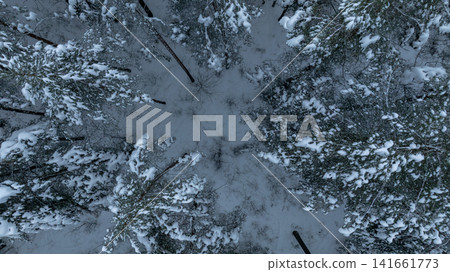 Aerial winter forest in Belarus with conifers encircling a clearing Aerial winter forest in Belarus with conifers encircling a clearing 141661773