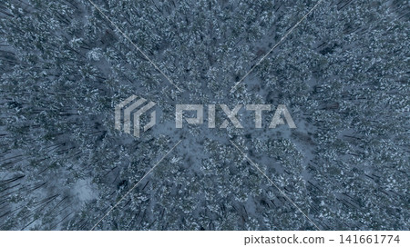 Aerial winter conifer forest canopy pattern in Belarus at dawn Aerial winter conifer forest canopy pattern in Belarus at dawn 141661774