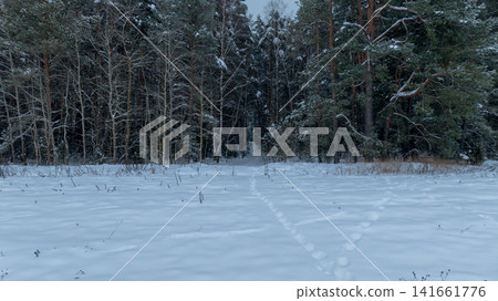 Winter forest edge and snow clearing with path into pines, Belarus Winter forest edge and snow clearing with path into pines, Belarus 141661776