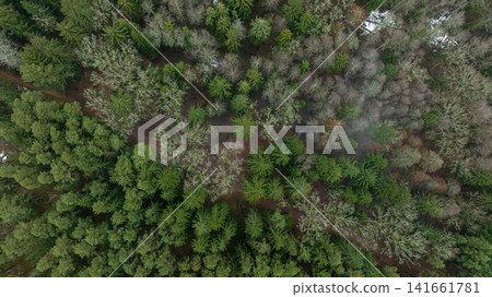 Aerial late winter Belarus forest with pines, bare trees, and fog 141661781