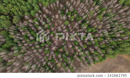 Aerial Belarus winter woodland with birch crowns and evergreen pines 141661795
