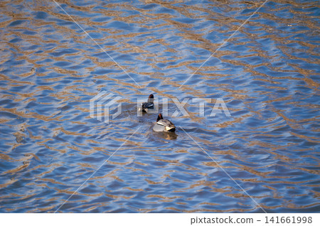 A small duck on the Yasuragi embankment of the Shinano River A small duck on the Yasuragi embankment of the Shinano River 141661998