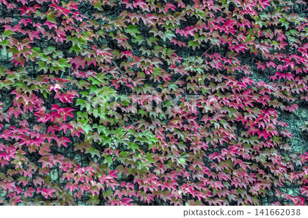 Red and Green Boston Ivy Leaves Forming a Natural Autumn Background Red and Green Boston Ivy Leaves Forming a Natural Autumn Background 141662038