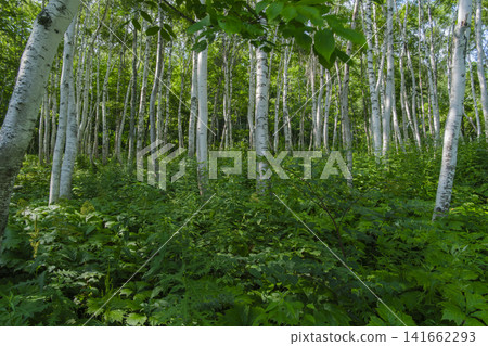 Sunlight through the white birch forest Sunlight through the white birch forest 141662293