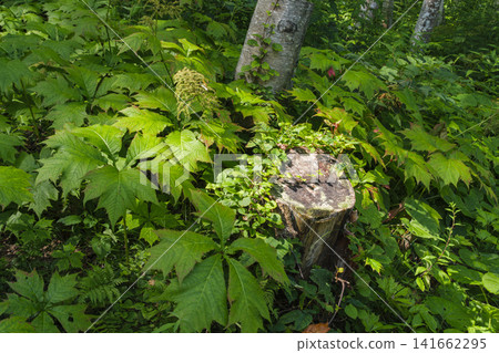 Forest floor of a birch forest Forest floor of a birch forest 141662295