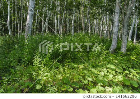 Sunlight through the white birch forest Sunlight through the white birch forest 141662296