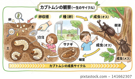 圖示說明犀金龜的生態,對小學生獨立研究計畫和科學課程很有用。 圖示說明犀金龜的生態,對小學生獨立研究計畫和科學課程很有用。 141662307