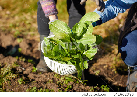 Two women harvesting winter vegetables 141662386