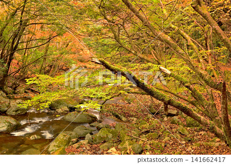 The beautiful scenery of Akashi Valley with its autumn foliage. The beautiful scenery of Akashi Valley with its autumn foliage. 141662417