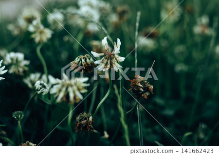 Wild daisies in a green meadow with dreamy bokeh and soft focus Atmospheric close-up of blooming and dried flowers creating a moody natural background Wild daisies in a green meadow with dreamy bokeh and soft focus Atmospheric close-up of blooming and dried flowers creating a moody natural background 141662423