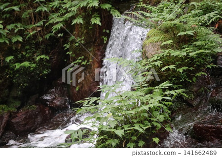 A pure waterfall flowing through a lush green forest and abundant nature. A pure waterfall flowing through a lush green forest and abundant nature. 141662489