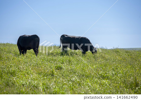 Herds of black cattle graze in vast pastures, against a backdrop of blue skies and green earth. Herds of black cattle graze in vast pastures, against a backdrop of blue skies and green earth. 141662490