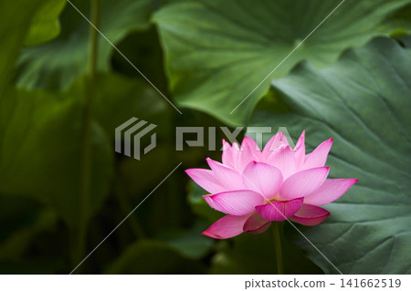 夏季公園池塘裡盛開的蓮花 夏季公園池塘裡盛開的蓮花 141662519