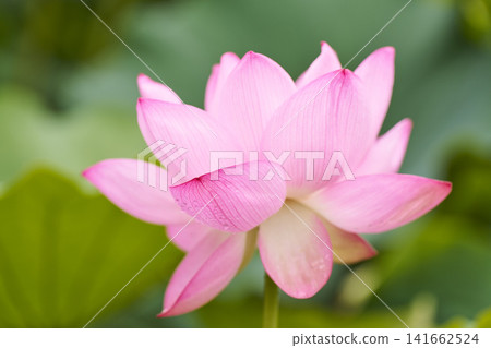夏季公園池塘裡盛開的蓮花 夏季公園池塘裡盛開的蓮花 141662524