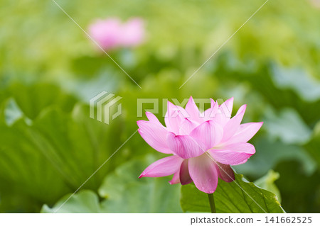 夏季公園池塘裡盛開的蓮花 夏季公園池塘裡盛開的蓮花 141662525