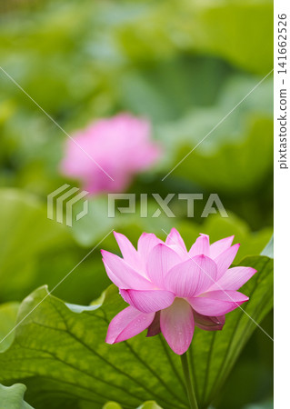 夏季,公園池塘裡盛開著蓮花。 夏季,公園池塘裡盛開著蓮花。 141662526
