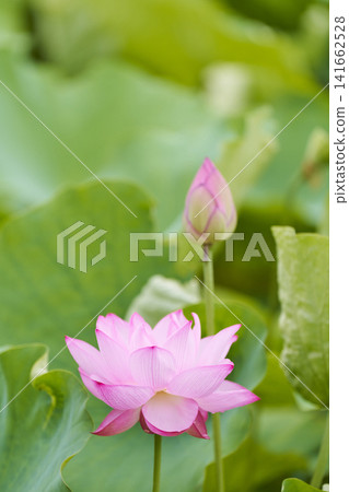 Lotus flowers blooming in the park pond in summer 141662528