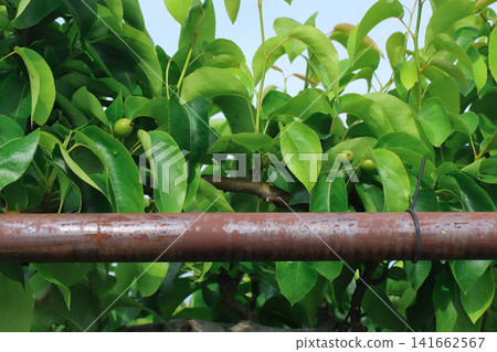 An old brass pear tree located in Rifu Station Front Park No. 2 (Rifu Town, Miyagi Prefecture) 141662567