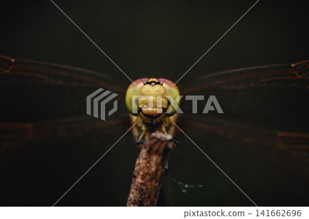 Sympetrum parvulum(一種蜻蜓):臉部和複眼,極近特寫,正面視圖,微距。 Sympetrum parvulum(一種蜻蜓):臉部和複眼,極近特寫,正面視圖,微距。 141662696