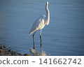 Great Egret 141662742