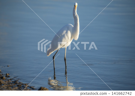 Great Egret Great Egret 141662742