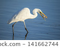 Great Egret 141662744