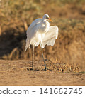Great Egret 141662745