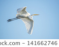 Great Egret 141662746