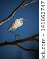Great Egret 141662747