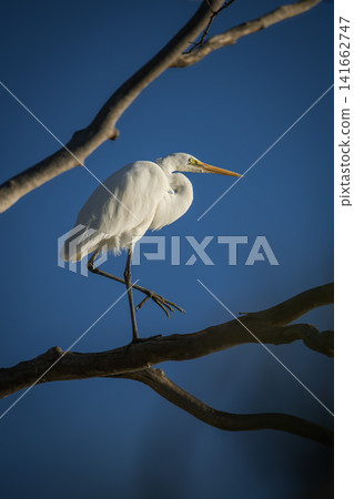 Great Egret Great Egret 141662747