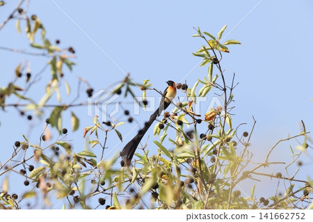 Long-tailed hawk-moth Long-tailed hawk-moth 141662752