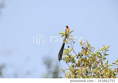 Long-tailed hawk-moth Long-tailed hawk-moth 141662755