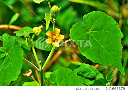 Yellow flowers of the Japanese hibiscus (summer, July) Yellow flowers of the Japanese hibiscus (summer, July) 141662879