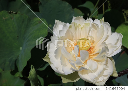 Lotus flowers at Kodai Hasu no Sato (Ancient Lotus Village) in Gyoda City, Saitama Prefecture 141663004