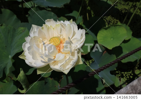 埼玉縣行田市古台蓮之鄉的蓮花 埼玉縣行田市古台蓮之鄉的蓮花 141663005